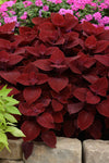 Coleus - Ruby Slipper