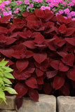 Coleus - Ruby Slipper