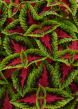 Coleus - French Quarter