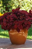 Coleus - Redhead