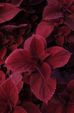 Coleus - Redhead