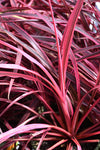 Cordyline - Salsa