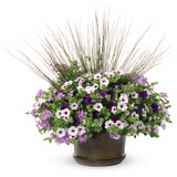 Petunia - Supertunia Vista Silverberry