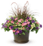 Petunia - Supertunia Vista Bubblegum