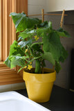 Cucumber - Kitchen Mini Quick Snack with Cage