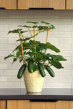 Cucumber - Kitchen Mini Quick Snack with Cage