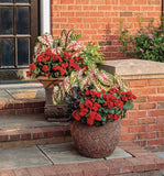 Begonia - Solenia Scarlet