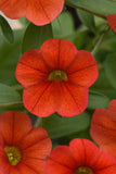 Calibrachoa - MiniFamour Neo Deep Orange