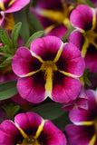 Calibrachoa - MiniFamour Neo Pink Hawaii