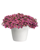 Calibrachoa - MiniFamour Neo Pink Hawaii