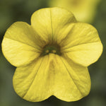 Calibrachoa - Callie Yellow