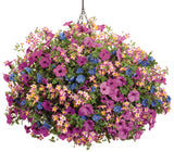 Petunia - Supertunia Vista Jazzberry