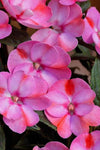 Impatiens - SunPatiens Compact Pink Candy