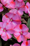 Impatiens - SunPatiens Compact Pink Candy