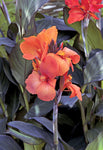 Canna Lily - Cannova Bronze Orange