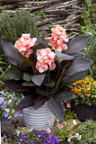 Canna - Cannova Casa Bronze Peach