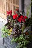 Canna Lily - Cannova Bronze Scarlet