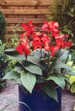 Canna Lily - Cannova Scarlet