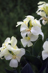 Canna - South Pacific White