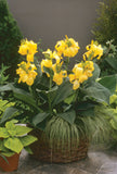 Canna Lily - Cannova Yellow
