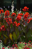 Canna Lily - Cannova Bronze Scarlet