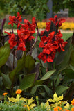 Canna Lily - Cannova Bronze Scarlet