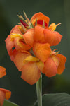 Canna Lily - Cannova Orange Shades