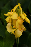 Canna Lily - Cannova Yellow