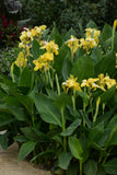 Canna Lily - Cannova Yellow