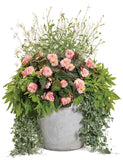 Gaura - Stratosphere White