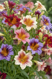 Salpiglossis - Tora Staring Eyes Mix