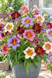 Salpiglossis - Tora Staring Eyes Mix