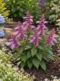 Salvia - Vista Lavender