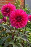 Dahlia - Dinner Plate Purple Engelhardt's Matador