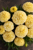 Marigold - Lanna Lace