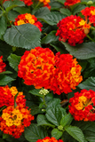 Lantana - Bandolista Red Chili