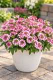 Verbena - Vanessa Pink Bicolor