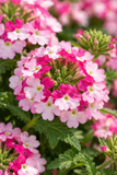Verbena - Vanessa Pink Bicolor