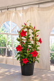 Mandevilla - MegaFlora Red