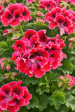 Geranium - Martha Washington Elegant Red Velvet