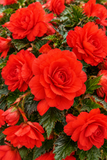 Begonia - I'Conia Miss Miami