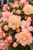 Begonia - I'Conia Miss Montreal