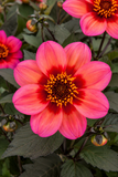 Dahlia - Dahlegria Apricot Tricolor