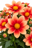 Dahlia - Summer Bees Salmon Bicolor