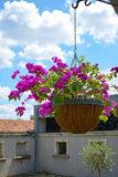 Bougainvillea Hanging Basket - Royal Purple