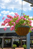 Bougainvillea Hanging Basket - Vera Pink