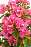 Bougainvillea Hanging Basket - Vera Pink