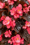 Begonia - Whopper Rose Espresso Leaf