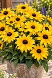 Rudbeckia - Sunbeckia Maya