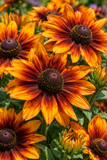 Rudbeckia - Sunbeckia Sarah